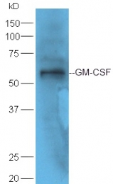 bs-3790R - GM-CSF