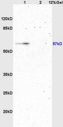 bs-3864R - ATG13