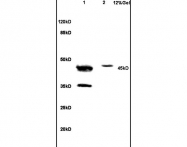 bs-3886R - NCF1