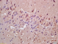 bs-4286R - VAV3