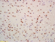 bs-4707R - Histone H4