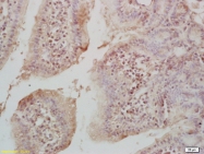 bs-4707R - Histone H4