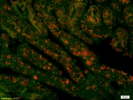 bs-4707R - Histone H4