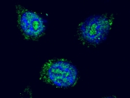 bs-4707R - Histone H4