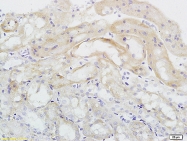 bs-4808R - Endomucin