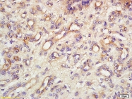 bs-4808R - Endomucin