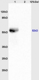 bs-5155R - LSP1 / WP34