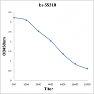 bs-5513R - NF-kB p105 / p50