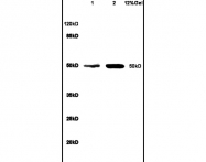 bs-6591R - Bcl-3