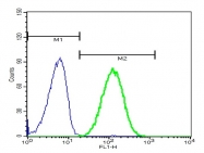 bs-6790R - 14-3-3 protein zeta/delta