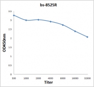 bs-8525R - DNA polymerase beta