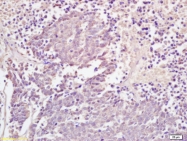 bs-9153R - TRIM5 / RNF88