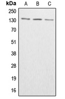 CPA1004-100ul - ABL1/2
