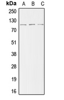 CPA1012-100ul - ACTN2