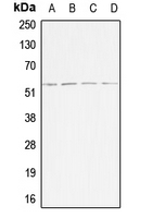 CPA1014-100ul - Activin receptor type 1B / ACVR1B