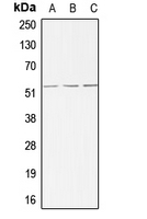 CPA1015-100ul - ACVRL1 / ALK1
