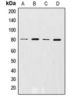 CPA1028-100ul - Beta-ARK-1 / ADRBK1