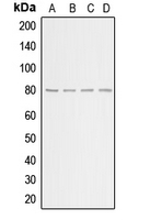 CPA1029-100ul - Beta-ARK-1 / ADRBK1