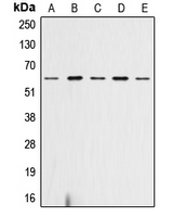 CPA1031-100ul - AKT