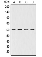 CPA1036-100ul - AKT