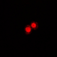 CPA1049-100ul - Annexin A1 / ANXA1