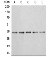 CPA1051-100ul - Annexin A3 / ANXA3