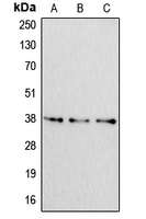 CPA1055-100ul - Apolipoprotein F / Apo F