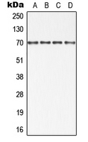 CPA1059-100ul - IAP2 / BIRC2