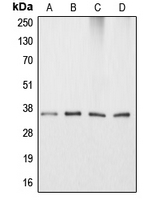 CPA1064-100ul - Apolipoprotein E / Apo E