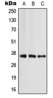 CPA1065-100ul - Apolipoprotein E / Apo E