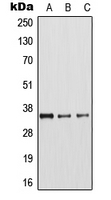 CPA1074-100ul - Arginase-1