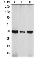 CPA1082-100ul - ATF4