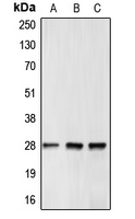 CPA1095-100ul - Bcl-2