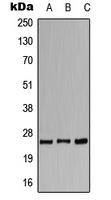 CPA1125-100ul - CACNG1