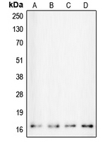 CPA1126-100ul - Calmodulin