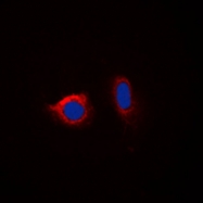 CPA1129-100ul - Calnexin