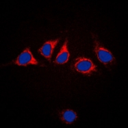 CPA1130-100ul - Calnexin