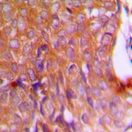 CPA1130-100ul - Calnexin