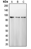 CPA1130-100ul - Calnexin