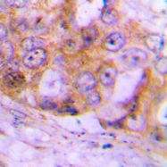 CPA1143-100ul - Caspase-4