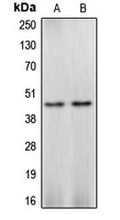 CPA1143-100ul - Caspase-4