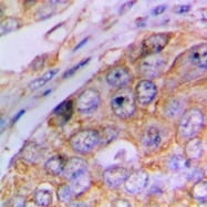CPA1144-100ul - Caspase-4