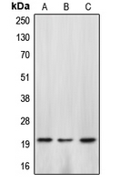 CPA1144-100ul - Caspase-4