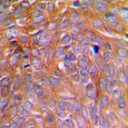 CPA1152-100ul - Caspase-8 / FLICE