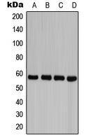 CPA1153-100ul - Caspase-8 / FLICE