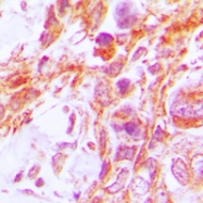 CPA1154-100ul - Caspase-8 / FLICE