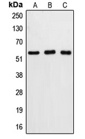 CPA1154-100ul - Caspase-8 / FLICE