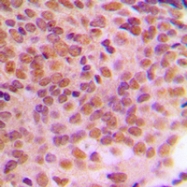 CPA1169-100ul - Cyclin B1