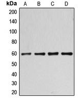 CPA1169-100ul - Cyclin B1