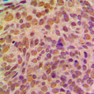 CPA1170-100ul - Cyclin B1